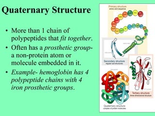 Chain Rings Prostetic Protein structure | PPT