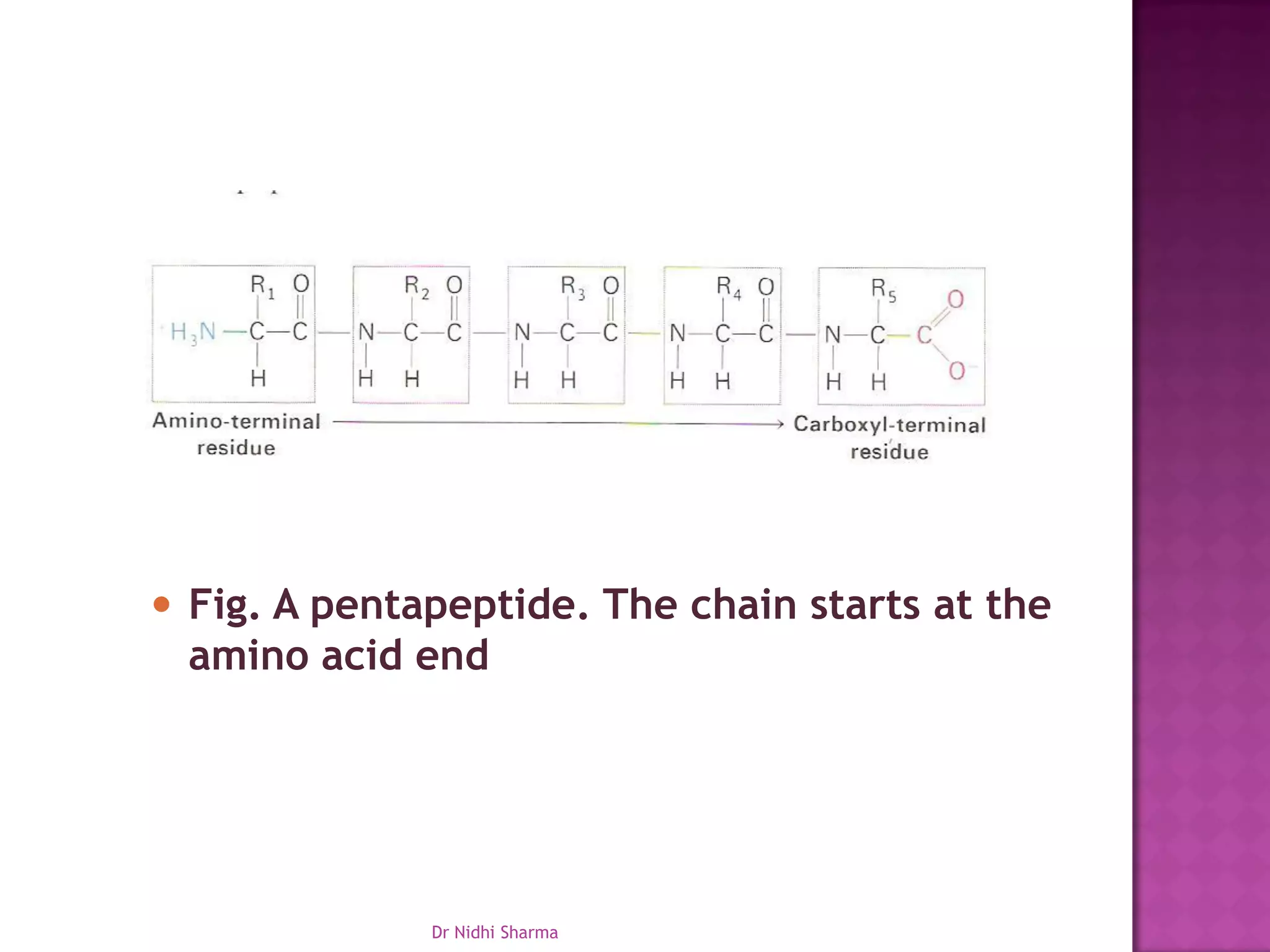  Fig. A pentapeptide. The chain starts at the
 amino acid end




              Dr Nidhi Sharma
 