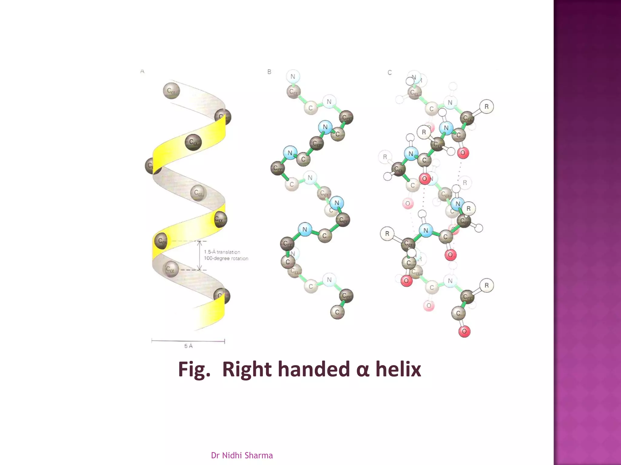 Fig. Right handed α helix


   Dr Nidhi Sharma
 