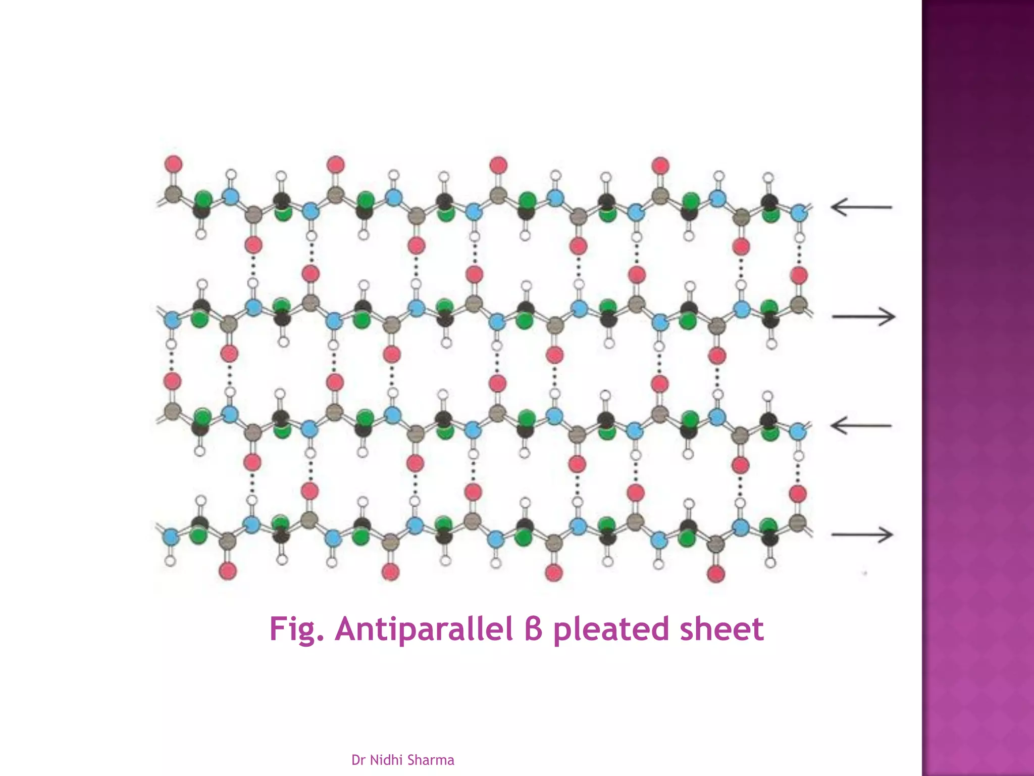 Fig. Antiparallel β pleated sheet


     Dr Nidhi Sharma
 