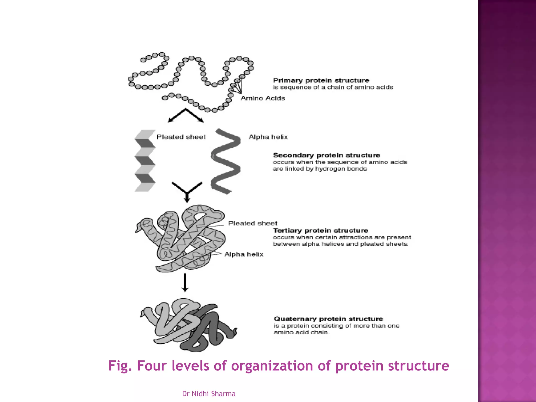 Fig. Four levels of organization of protein structure
           Dr Nidhi Sharma
 