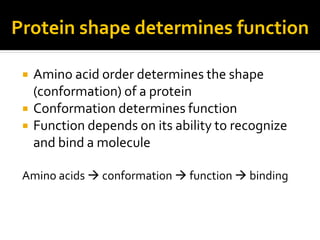 Protein shape determines function

    Amino acid order determines the shape
     (conformation) of a protein
    Conformation determines function
    Function depends on its ability to recognize
     and bind a molecule

 Amino acids  conformation  function  binding
 