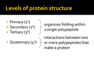 Levels of protein structure

   Primary (1o)
                      organizes folding within
   Secondary (2o)
                      a single polypeptide
   Tertiary (3o)
                      interactions between two
   Quaternary (4o)   or more polypeptides that
                      make a protein
 