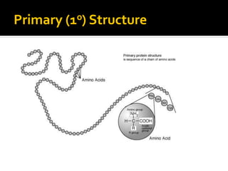Primary   (1o) Structure
 
