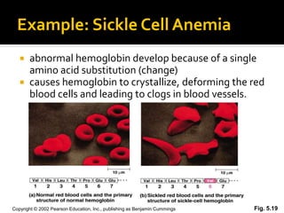 Example: Sickle Cell Anemia
    abnormal hemoglobin develop because of a single
     amino acid substitution (change)
    causes hemoglobin to crystallize, deforming the red
     blood cells and leading to clogs in blood vessels.




Copyright © 2002 Pearson Education, Inc., publishing as Benjamin Cummings   Fig. 5.19
 