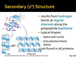 Secondary                            (2o) Structure


                                                           results from hydrogen
                                                            bonds at regular
                                                            intervals along the
                                                            polypeptide backbone
                                                           typical shapes:
                                                             alpha helix (coils)
                                                             beta pleated sheets
                                                                (folds)
                                                           not found in all proteins
Copyright © 2002 Pearson Education, Inc., publishing as Benjamin Cummings           Fig. 5.20
 