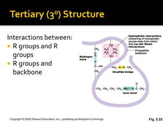 Tertiary                    (3o) Structure


Interactions between:
 R groups and R
  groups
 R groups and
  backbone




Copyright © 2002 Pearson Education, Inc., publishing as Benjamin Cummings   Fig. 5.22
 
