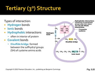 Tertiary                    (3o) Structure


Types of interaction:
 Hydrogen bonds
 Ionic bonds
 Hydrophobic interactions
       often in interior of protein
     Covalent bonds
       Disulfide bridge: formed
          between the sulfhydryl groups
          (SH) of cysteine amino acids




    Copyright © 2002 Pearson Education, Inc., publishing as Benjamin Cummings   Fig. 5.22
 