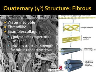 Quaternary            (4o) Structure:   Fibrous

   Water insoluble
   Threadlike
   Example: collagen
     3 polypeptides supercoiled
      like a rope
     provides structural strength
      for role in connective tissue
 