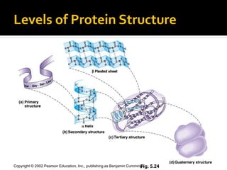 Levels of Protein Structure




                                                                       Fig.
Copyright © 2002 Pearson Education, Inc., publishing as Benjamin Cummings     5.24
 