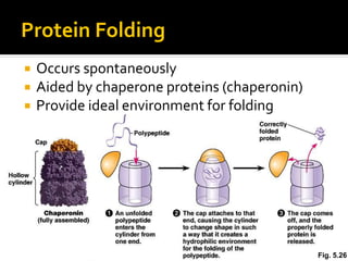 Protein Folding
    Occurs spontaneously
    Aided by chaperone proteins (chaperonin)
    Provide ideal environment for folding




Copyright © 2002 Pearson Education, Inc., publishing as Benjamin Cummings   Fig. 5.26
 