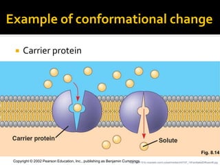 Example of conformational change

      Carrier protein




                                                                                                                                      Fig. 8.14
 Copyright © 2002 Pearson Education, Inc., publishing as Benjamin Cummings
                                                                     http://bio1151b.nicerweb.com/Locked/media/ch07/07_15FacilitatedDiffusionB.jpg
 