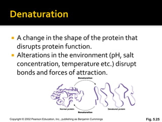 Denaturation

    A change in the shape of the protein that
     disrupts protein function.
    Alterations in the environment (pH, salt
     concentration, temperature etc.) disrupt
     bonds and forces of attraction.




Copyright © 2002 Pearson Education, Inc., publishing as Benjamin Cummings   Fig. 5.25
 