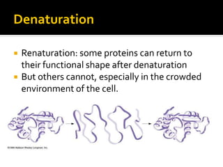 Denaturation

   Renaturation: some proteins can return to
    their functional shape after denaturation
   But others cannot, especially in the crowded
    environment of the cell.
 