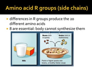Amino acid R groups (side chains)
   differences in R groups produce the 20
    different amino acids
   8 are essential: body cannot synthesize them
 