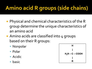 Amino acid R groups (side chains)

   Physical and chemical characteristics of the R
    group determine the unique characteristics of
    an amino acid
   Amino acids are classified into 4 groups
    based on their R groups:
     Nonpolar                            H
                                          |
     Polar
                                     H2N – C – COOH
     Acidic                              |
     basic                               R
 