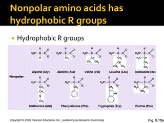 Nonpolar amino acids has
hydrophobic R groups
    Hydrophobic R groups




Copyright © 2002 Pearson Education, Inc., publishing as Benjamin Cummings   Fig. 5.15a
 