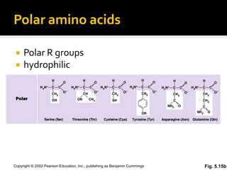 Polar amino acids

    Polar R groups
    hydrophilic




Copyright © 2002 Pearson Education, Inc., publishing as Benjamin Cummings   Fig. 5.15b
 