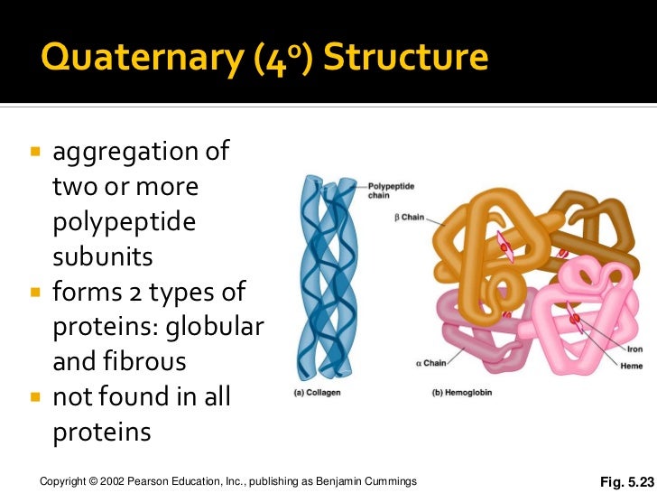 Quaternary Structure Of Protein Diagram