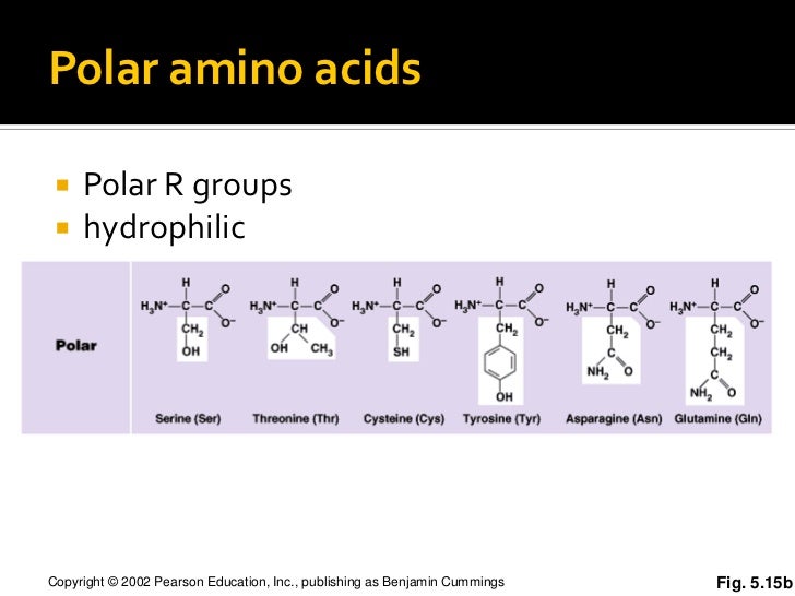 Protein structure