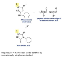 Protein structure | PDF