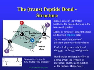 The (trans) Peptide Bond -
Structure
Voet, Voet & Pratt 2013 Figure 6.2
In most cases in the protein
backbone the peptide bond is in the
trans configuration
Bond angles and lengths effect to
a large extent the freedom of
movement and the configuration
of the protein. (Important!)
Means -carbons of adjacent amino
acids are on opposite sides
So less steric hindrance of
adjacent amino acids side chains
Find ~ 8 kJ greater stability of
the trans vs the cis configuration
Resonance give rise to
40% double bond character
 