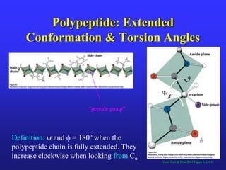 Polypeptide: Extended
Conformation & Torsion Angles
Voet, Voet & Pratt 2013 Figure 6.3; 6.4
“peptide group”
Definition:  and  = 180º when the
polypeptide chain is fully extended. They
increase clockwise when looking from Cα
 