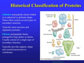 Historical Classification of Proteins
Globular polypeptide chains folded
in to spherical or globular shape.
These often contain several types of
secondary structure.
Typically most enzymes and
regulatory proteins.
Fibrous polypeptide chains
arranged in long chains or sheets.
Usually consist of a single type of
secondary structure.
Typically provide support, shape
and external protection to
vertebrates.
Alberts et al 2004 Fig 4.9
 