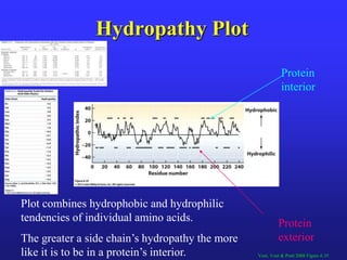 Hydropathy Plot
Voet, Voet & Pratt 2008 Figure 6.35
Protein
interior
Protein
exterior
Plot combines hydrophobic and hydrophilic
tendencies of individual amino acids.
The greater a side chain’s hydropathy the more
like it is to be in a protein’s interior.
 
