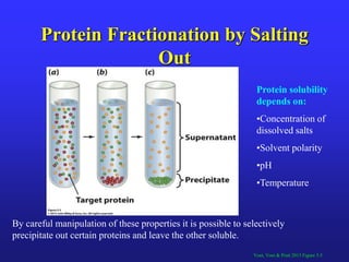 Protein structure Slide 15