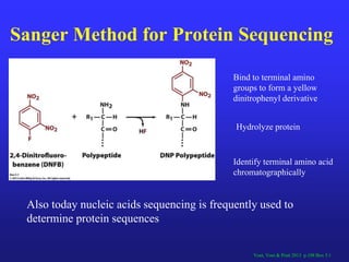 Protein structure Slide 22
