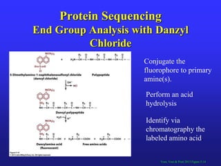 Protein structure Slide 25