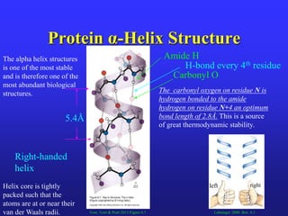 Protein structure Slide 46