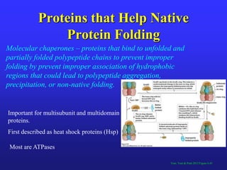 Protein structure Slide 93