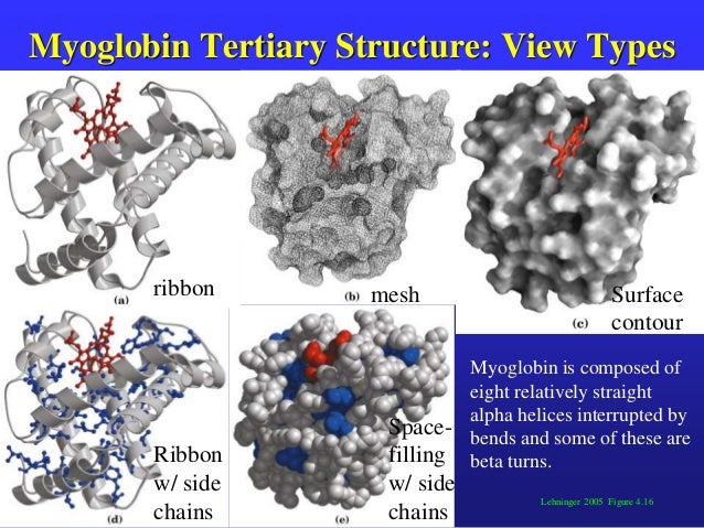 Primary Structure Of Human Myoglobin – XKQMU