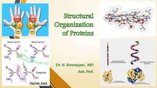 Dr. N. Sivaranjani , MD 
Asst. Prof. 
 