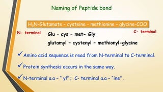 Naming of Peptide bond 
H3N-Glutamate – cysteine - methionine – glycine-COO 
N- terminal C- terminal 
Glu – cys – met- Gly 
glutamyl – cystenyl – methionyl-glycine 
Amino acid sequence is read from N-terminal to C-terminal. 
Protein synthesis occurs in the same way. 
N-terminal a.a – “ yl” ; C- terminal a.a – “ine” . 
 