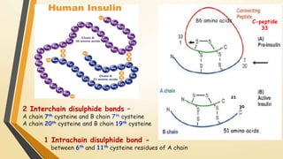 2 Interchain disulphide bonds – 
A chain 7th cysteine and B chain 7th cysteine 
A chain 20th cysteine and B chain 19th cysteine 
1 Intrachain disulphide bond - 
between 6th and 11th cysteine residues of A chain 
86 amino acids C-peptide 
33 
21 
30 
51 amino acids 
 