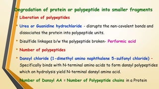 Degradation of protein or polypeptide into smaller fragments 
• Liberation of polypeptides 
• Urea or Guanidine hydrochloride - disrupts the non-covalent bonds and 
dissociates the protein into polypeptide units. 
• Disulfide linkages b/w the polypeptide broken- Performic acid 
• Number of polypeptides 
• Dansyl chloride (1-dimethyl amino naphthalene 5-sulfonyl chloride) – 
Specifically binds with N-terminal amino acids to form dansyl polypeptides 
which on hydrolysis yield N-terminal dansyl amino acid. 
• Number of Dansyl AA = Number of Polypeptide chains in a Protein 
 