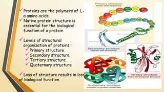 Proteins are the polymers of L- 
α amino acids. 
Native protein structure is 
essential for the biological 
function of a protein 
Levels of structural 
organization of proteins : 
Primary structure 
Secondary structure 
Tertiary structure 
Quaternary structure 
Loss of structure results in loss 
of biological function 
 