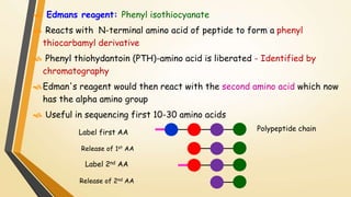 Edmans reagent: Phenyl isothiocyanate 
 Reacts with N-terminal amino acid of peptide to form a phenyl 
thiocarbamyl derivative 
 Phenyl thiohydantoin (PTH)-amino acid is liberated - Identified by 
chromatography 
Edman's reagent would then react with the second amino acid which now 
has the alpha amino group 
 Useful in sequencing first 10-30 amino acids 
Label first AA 
Release of 1st AA 
Label 2nd AA 
Polypeptide chain 
Release of 2nd AA 
 