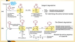 For identifying the amino-terminal residue 
The Edman’s degradation 
Reveals the entire sequence 
of a peptide 
Sanger’s degradation 
 