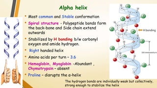 Alpha helix 
• Most common and Stable conformation 
• Spiral structure - Polypeptide bonds form 
the back-bone and Side chain extend 
outwards 
• Stabilized by H bonding b/w carbonyl 
oxygen and amide hydrogen. 
• Right handed helix 
• Amino acids per turn – 3.6 
• Hemoglobin, Myoglobin -Abundant , 
Chymotrypsin – absent 
• Proline – disrupts the α-helix 
H bonding 
The hydrogen bonds are individually weak but collectively, 
strong enough to stabilize the helix 
 