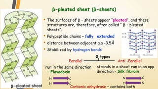 β-pleated sheet (β-sheets) 
• The surfaces of β – sheets appear “pleated”, and these 
structures are, therefore, often called “ β – pleated 
sheets”. 
• Polypeptide chains – fully extended 
• distance between adjacent a.a -3.5Å 
• Stabilized by hydrogen bonds 
2 types 
Parallel Anti -Parallel 
strands in a sheet run in an opp. 
direction - Silk fibroin 
C 
C N 
C C 
N 
run in the same direction 
– Flavodoxin 
Carbonic anhydrase – contains both 
N 
N 
 