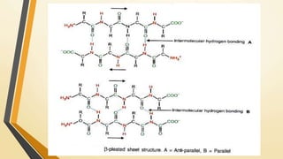 Antiparallel 
Parallel 
 