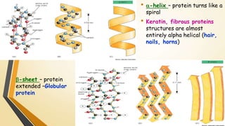 • -helix – protein turns like a 
spiral 
• Keratin, fibrous proteins 
structures are almost 
entirely alpha helical (hair, 
nails, horns) 
-sheet – protein 
extended –Globular 
protein 
 