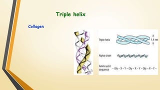 Triple helix 
Collagen 
 
