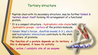 Tertiary structure 
• Peptide chain with its secondary structure ,may be further folded & 
twisted about itself forming 3D arrangement of a functional 
protein. 
• It is a compact structure - hydrophobic side chains held interior 
,hydrophilic groups - surface of the protein molecule. 
• Vander Waal's forces , disulfide bonds(-S-S ), electrostatic bonds 
and hydrophobic interactions contribute to the stability of tertiary 
structure of proteins. 
The function of a protein depends on its tertiary structure. If 
this is disrupted, it loses its activity 
Eg:- active / catalytic site of an enzyme 
 