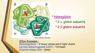 • Hemoglobin 
• 2  globin subunits 
• 2  globin subunits 
Other Examples:– 
Immunoglobulin – 2 heavy chains and 2 light chains 
Lactate Dehydrogenase (LDH) - Tetramer 
Creatine Kinase (CK) - Dimer 
 
