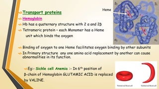 Heme 
Transport proteins 
 Hemoglobin 
 Hb has a quaternary structure with 2 α and 2β 
 Tetrameric protein – each Monomer has a Heme 
unit which binds the oxygen 
 Binding of oxygen to one Heme facilitates oxygen binding by other subunits 
 In Primary structure any one amino acid replacement by another can cause 
abnormalities in its function. 
Eg:- Sickle cell Anemia :- In 6th position of 
β-chain of Hemoglobin GLUTAMIC ACID is replaced 
by VALINE. 
 